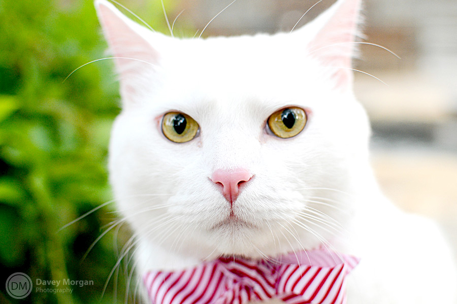 Cat Pictures in Greenville, SC | Davey Morgan Photography