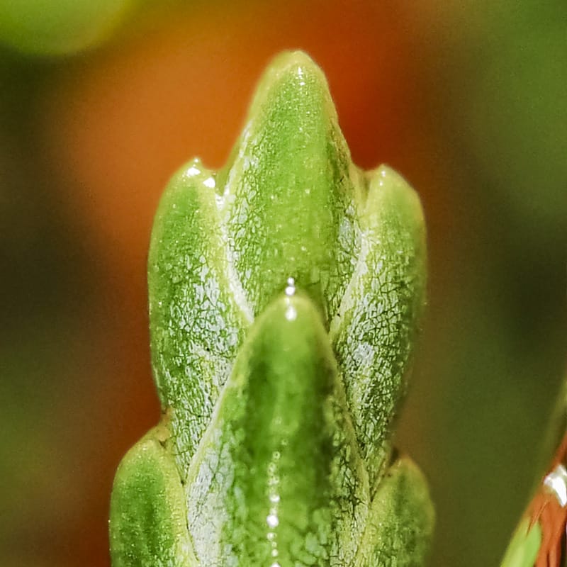 Portfolio: Microscopic and macro photography